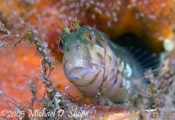 I think these little Blennies have as much personality as... by Michael Shope 
